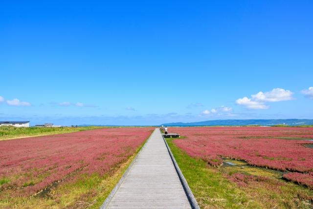 卯原内（サンゴ草群生地）